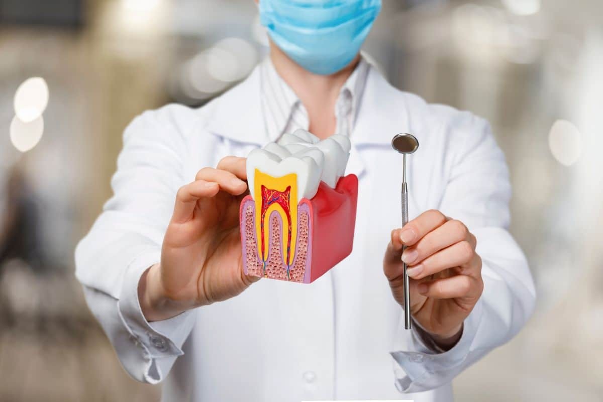 Dentist holding tooth model showing root canal anatomy and dental mirror for pain management treatment education.